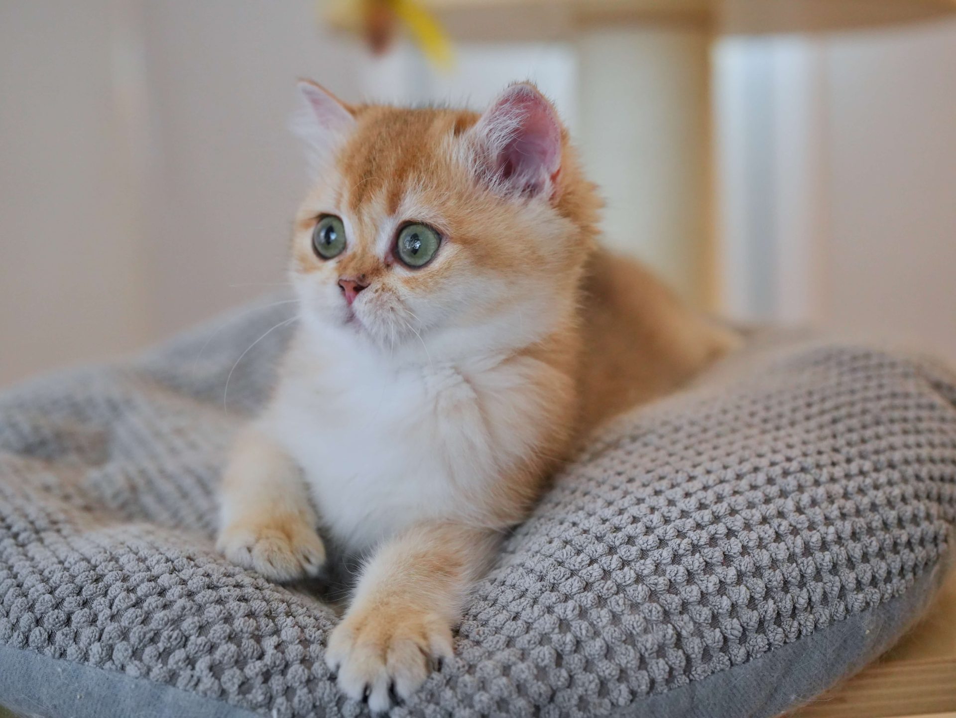 ginger british shorthair