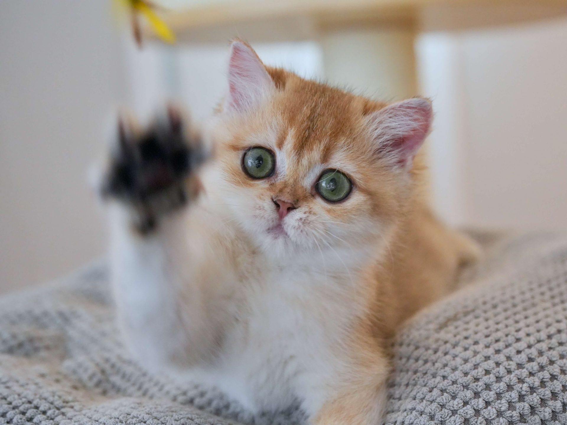 british shorthair brown