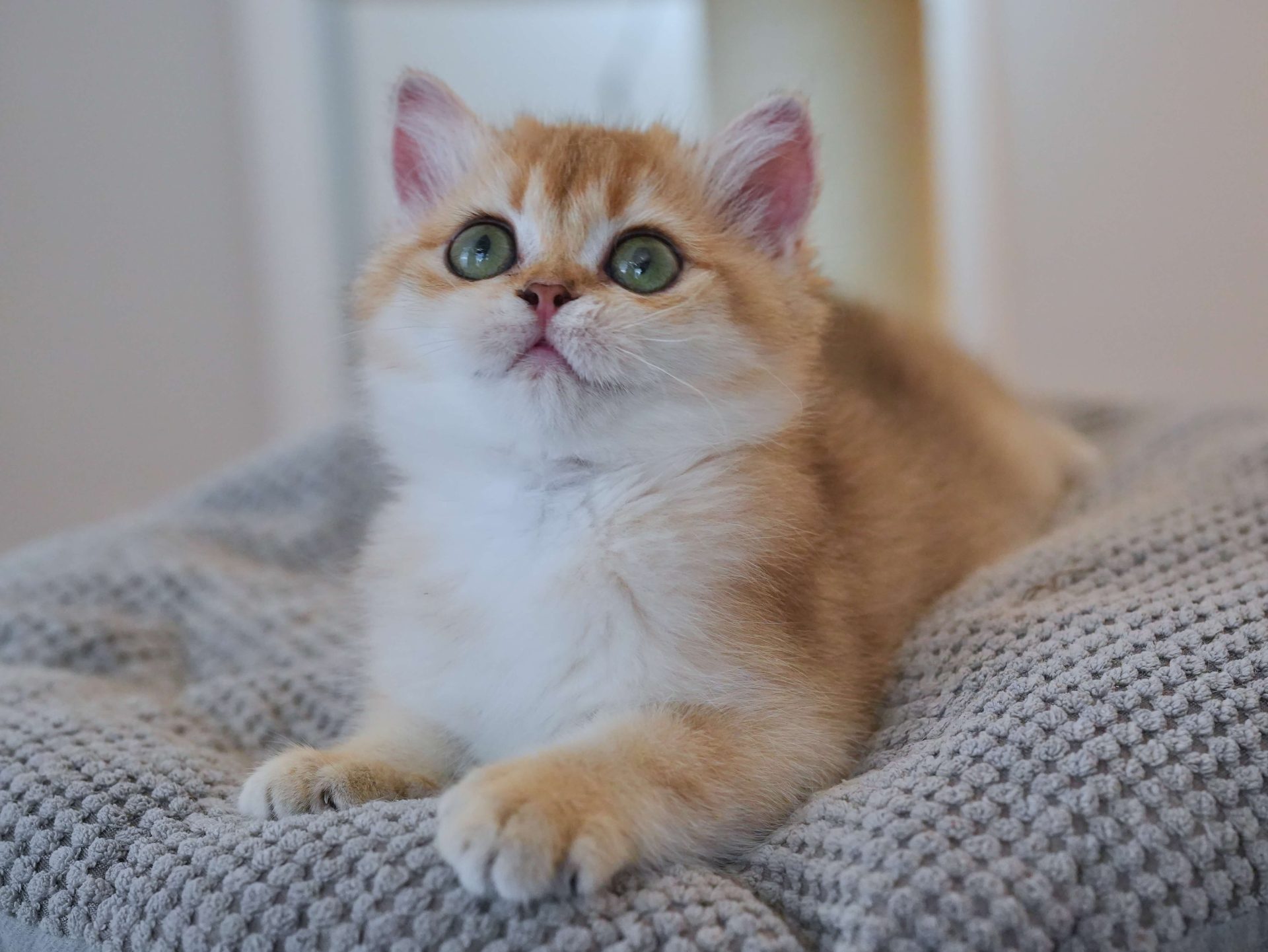 ginger british shorthair