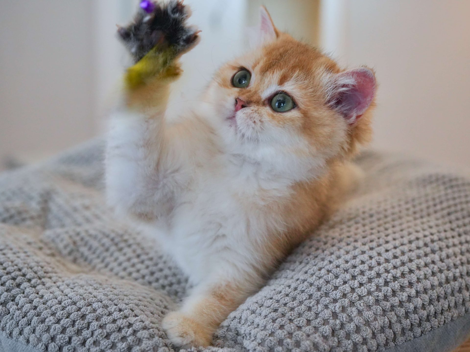 british shorthair kittens for sale