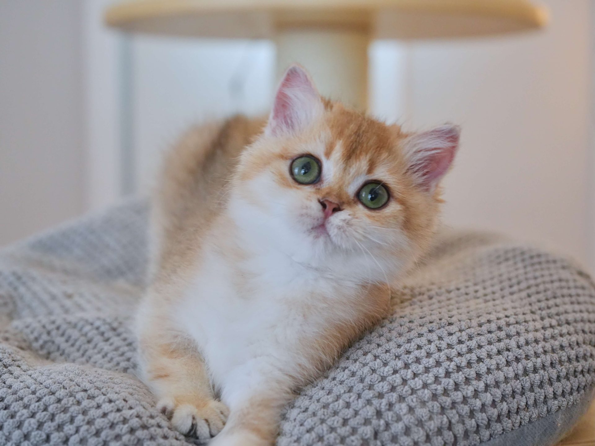 ginger british shorthair