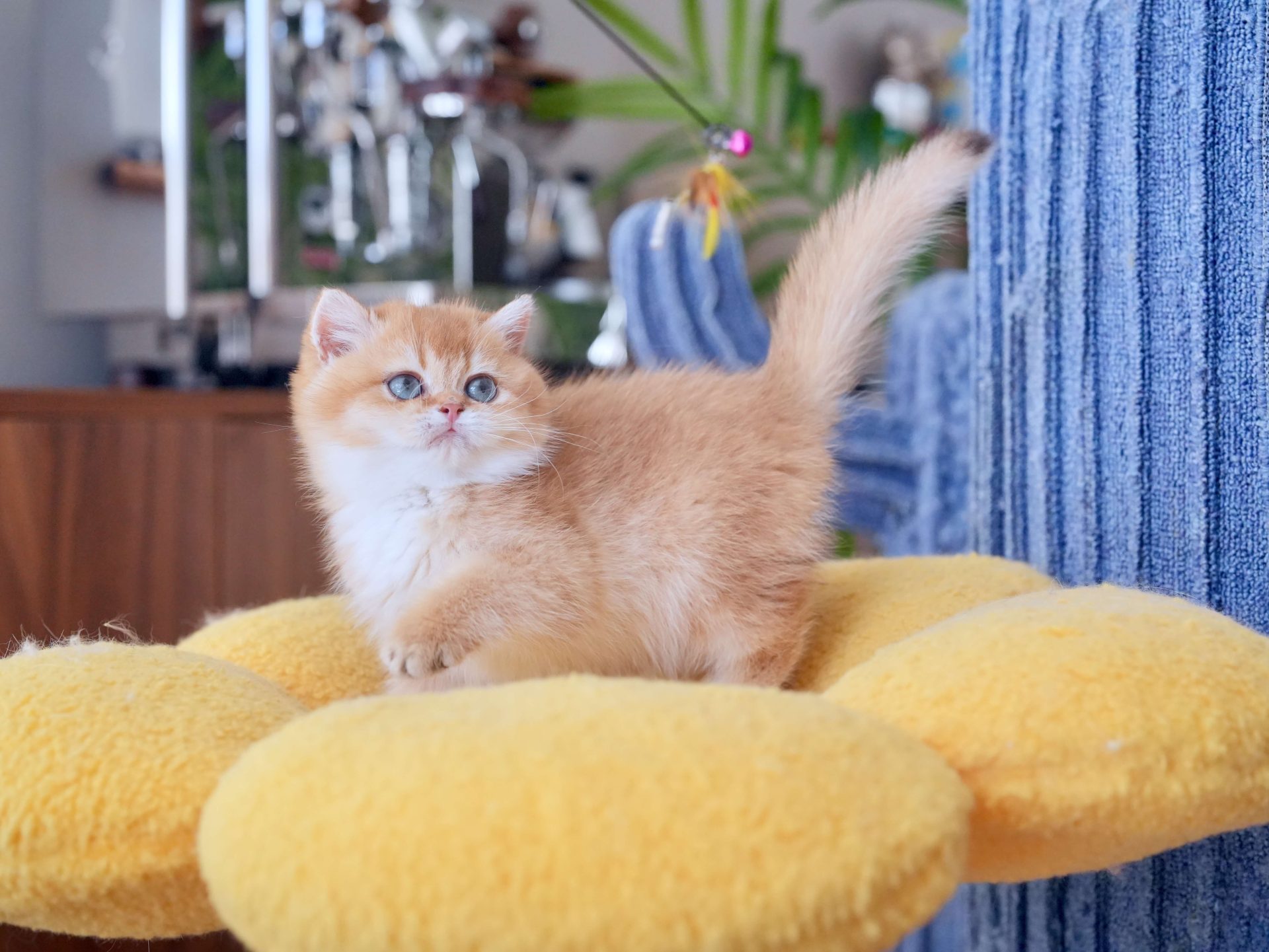 brown kittens for sale