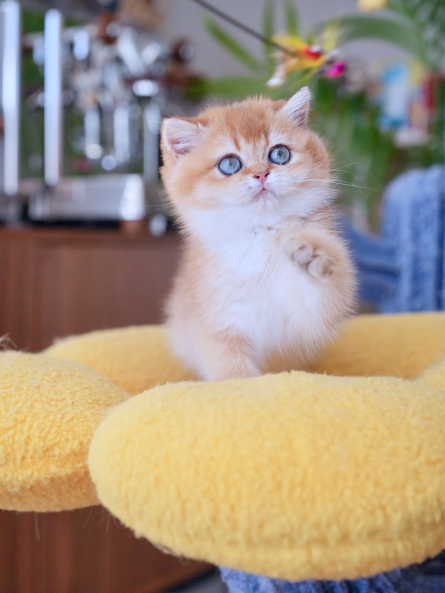 brown kittens for sale