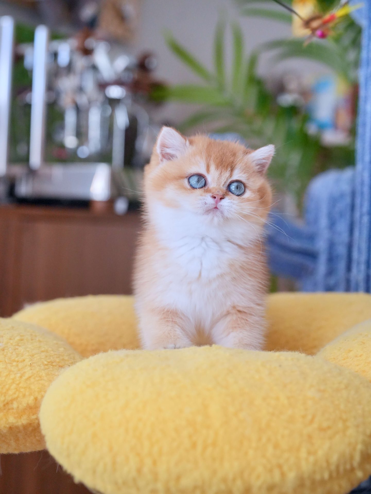 british shorthair kittens for sale