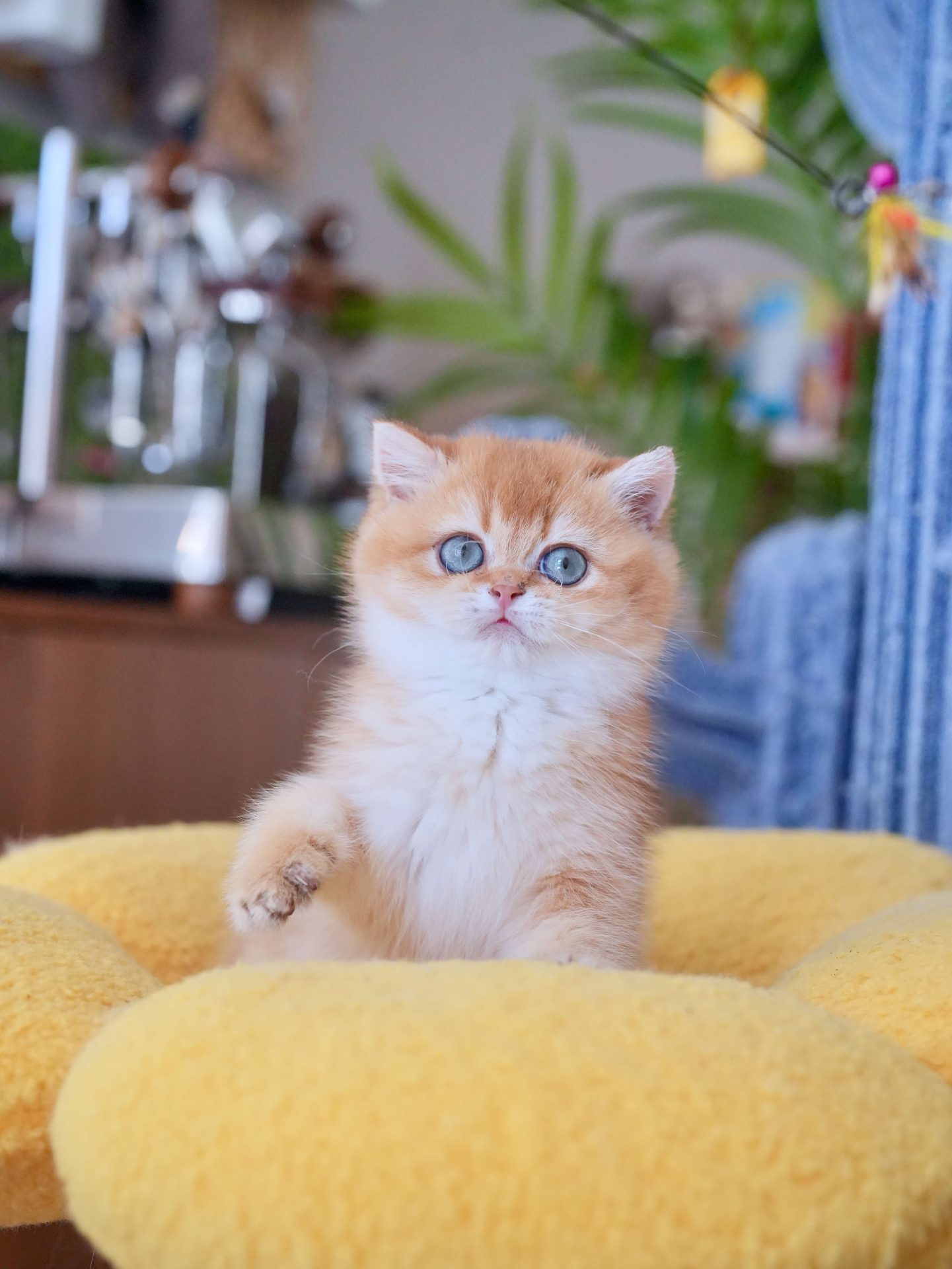 brown kittens for sale