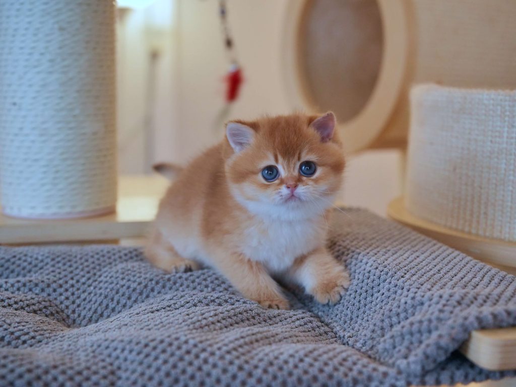 british shorthair kittens for sale chestnut is lying on a grey cat tree