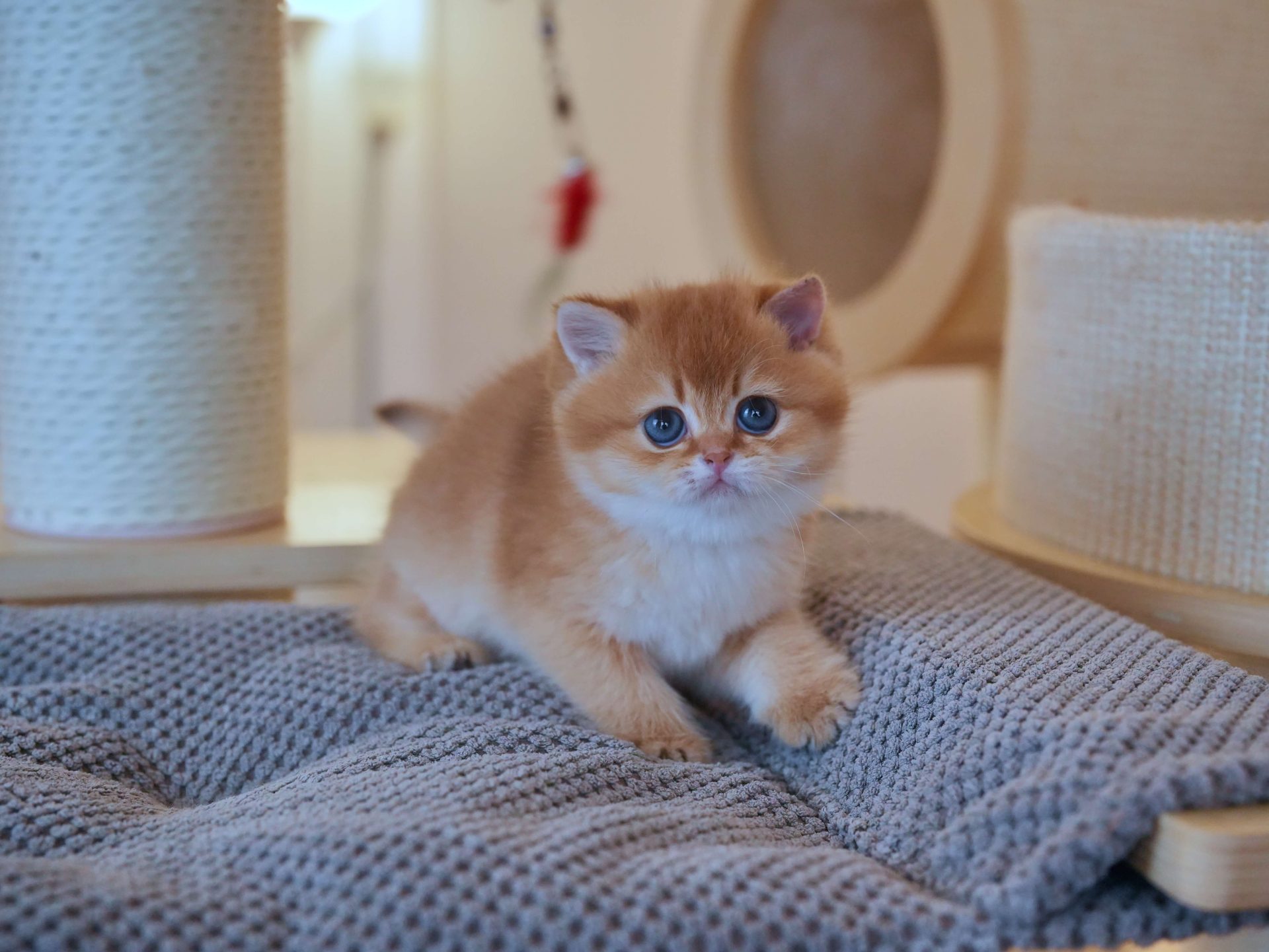 brown kittens for sale