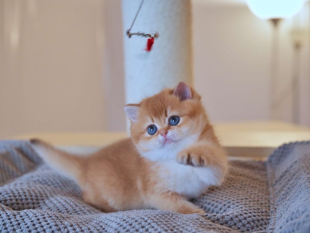 british shorthair kittens for sale