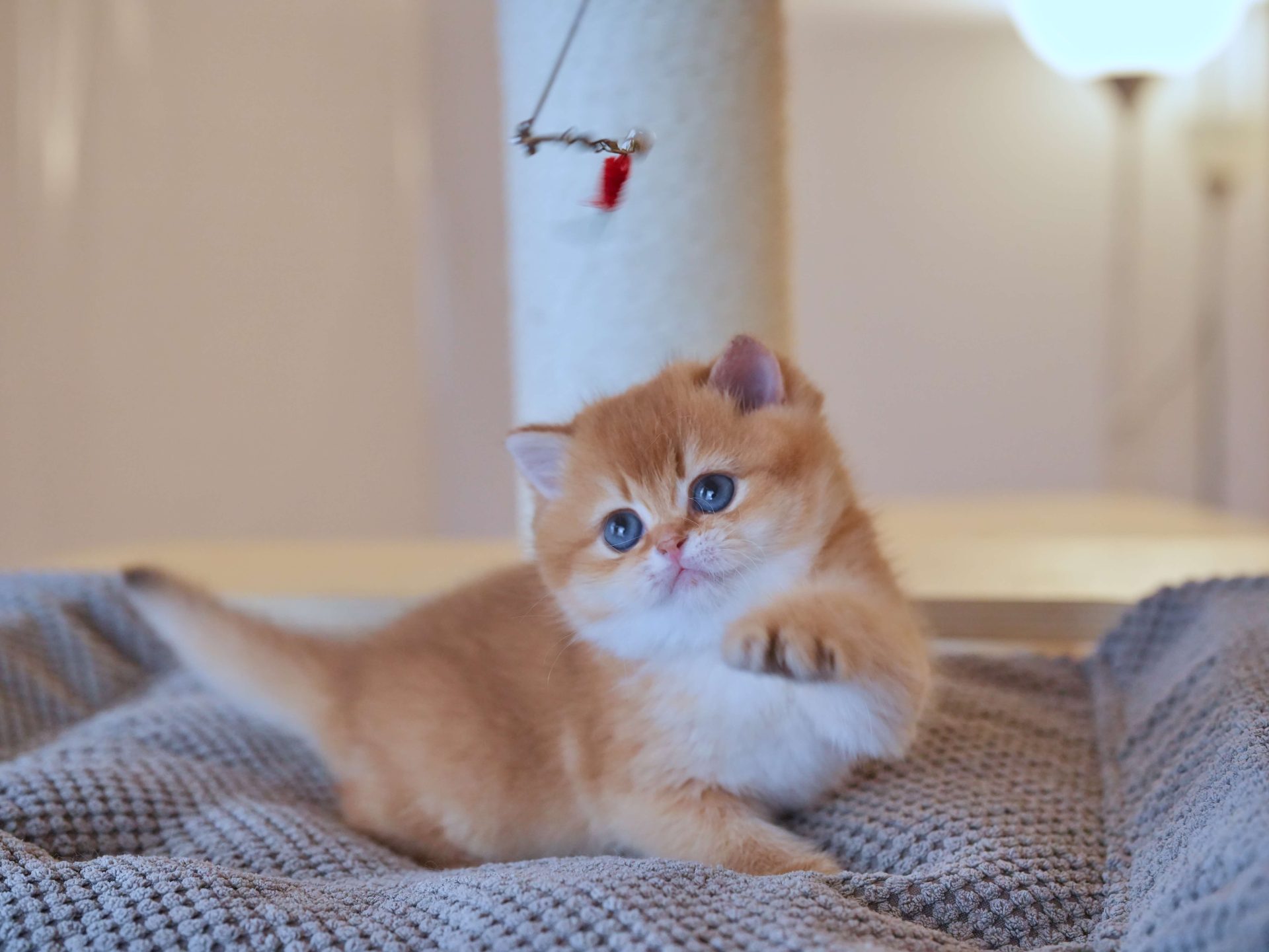 british shorthair kittens for sale