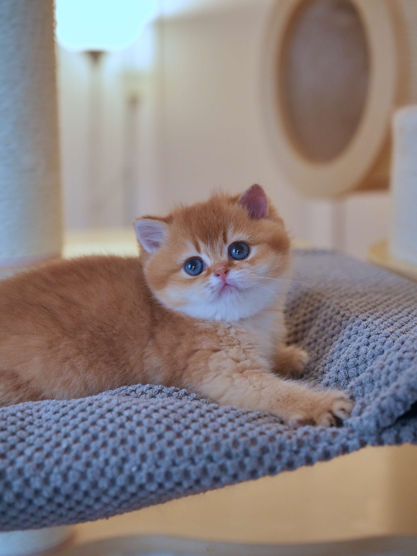brown kittens for sale