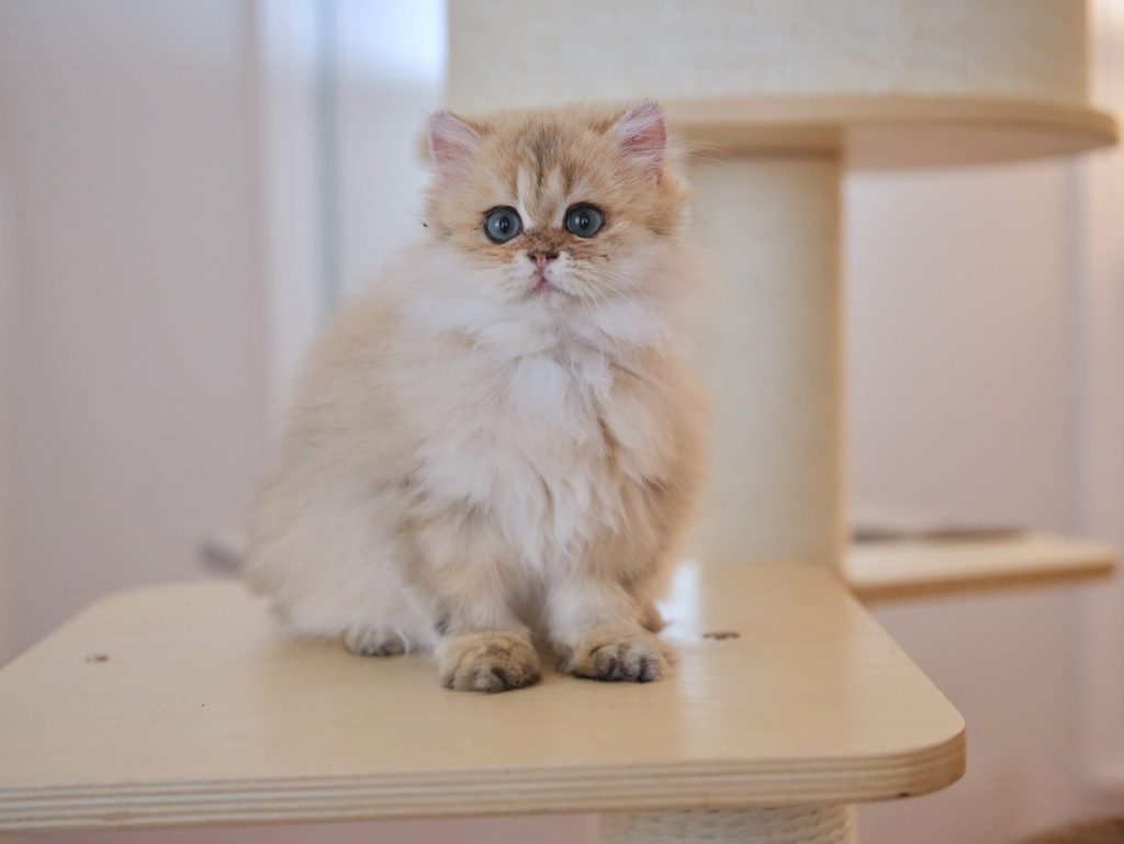 british longhair kittens for sale