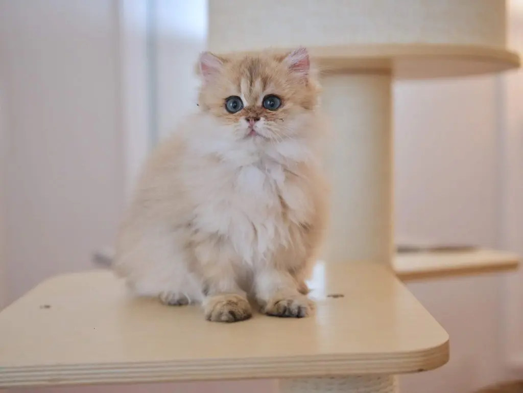 british longhair kittens for sale