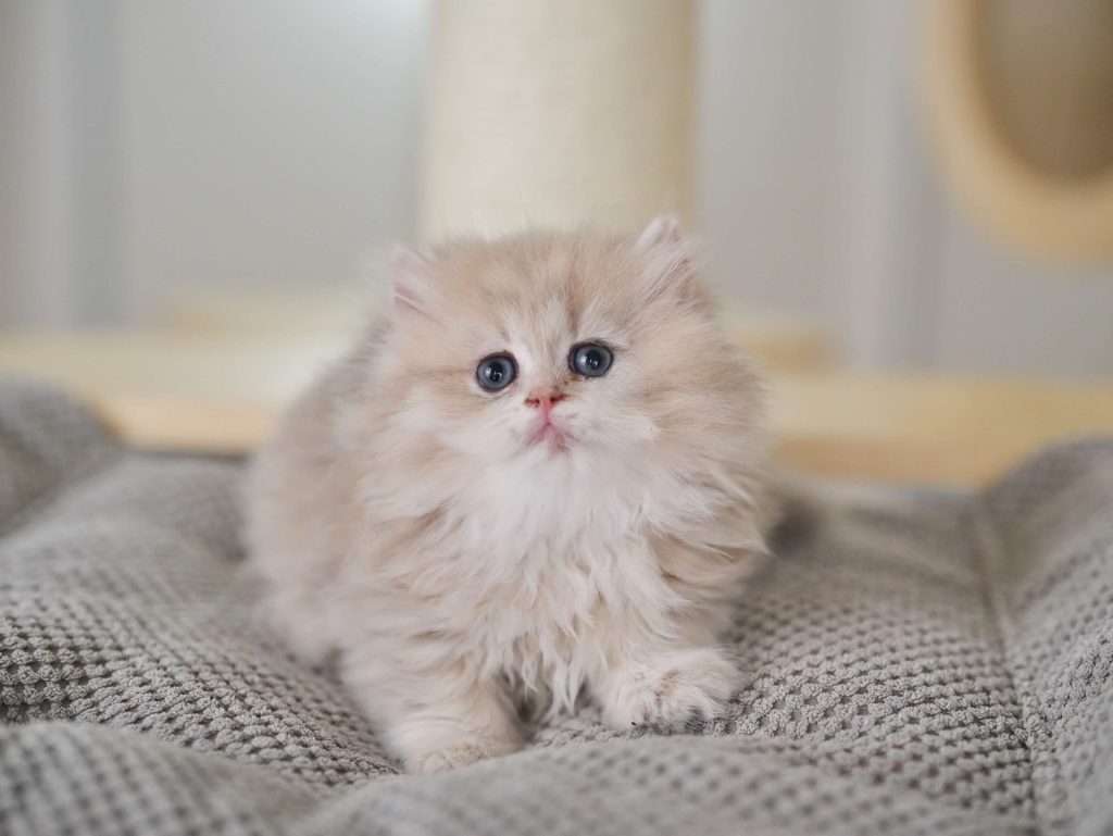 Blue Golden Shaded British Longhair - Rambutan - British Shorthair for sale & British Longhair Kittens for sale