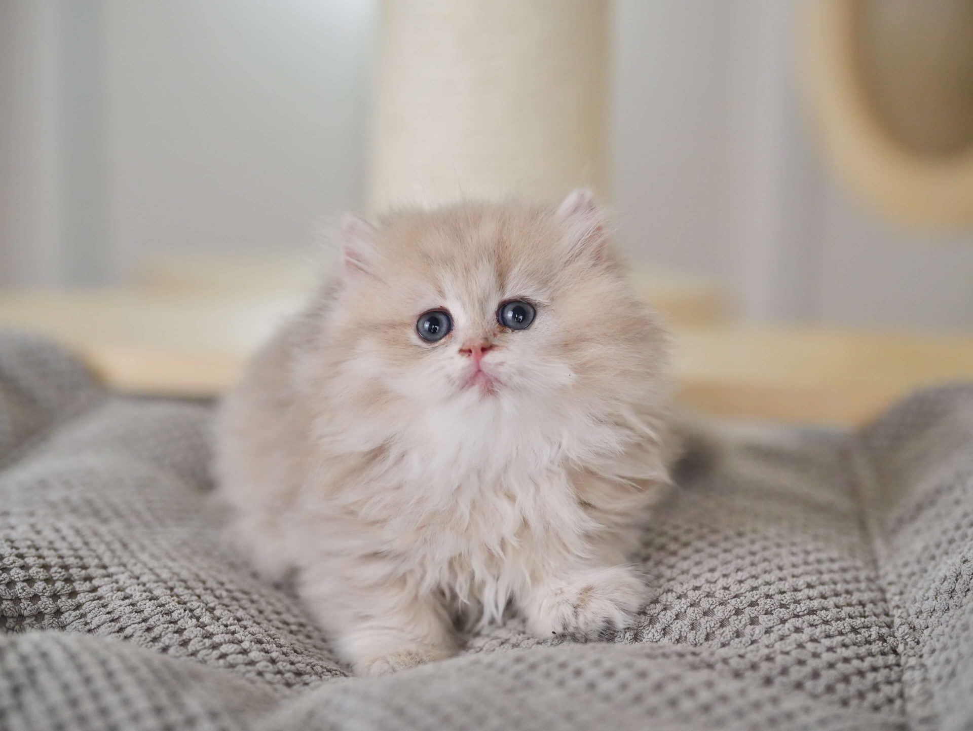 British blue hair kittens for sale