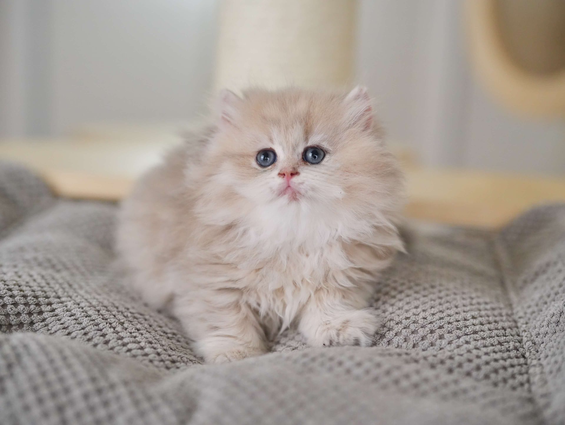 British blue hair kittens for sale