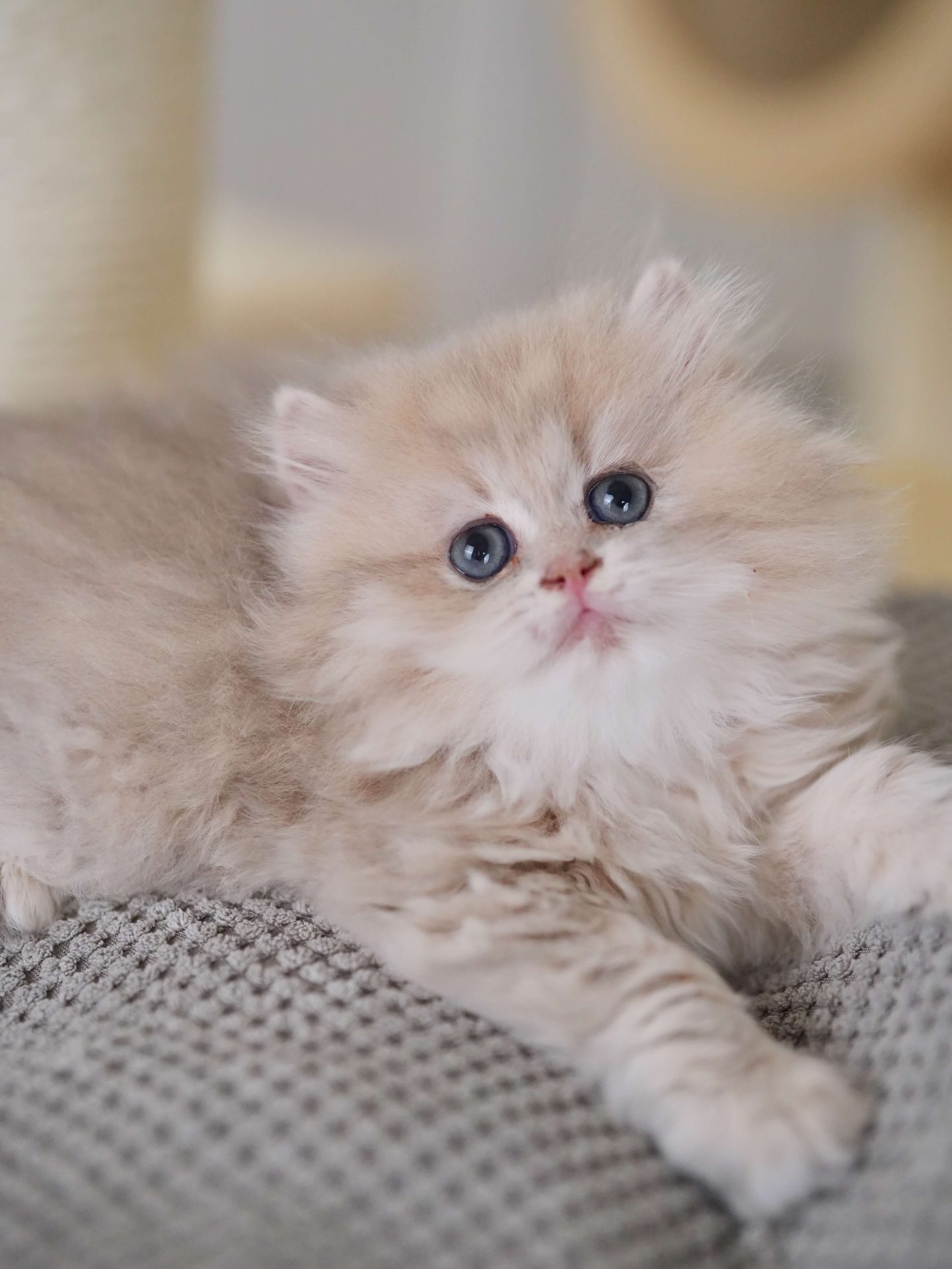 British blue hair kittens for sale