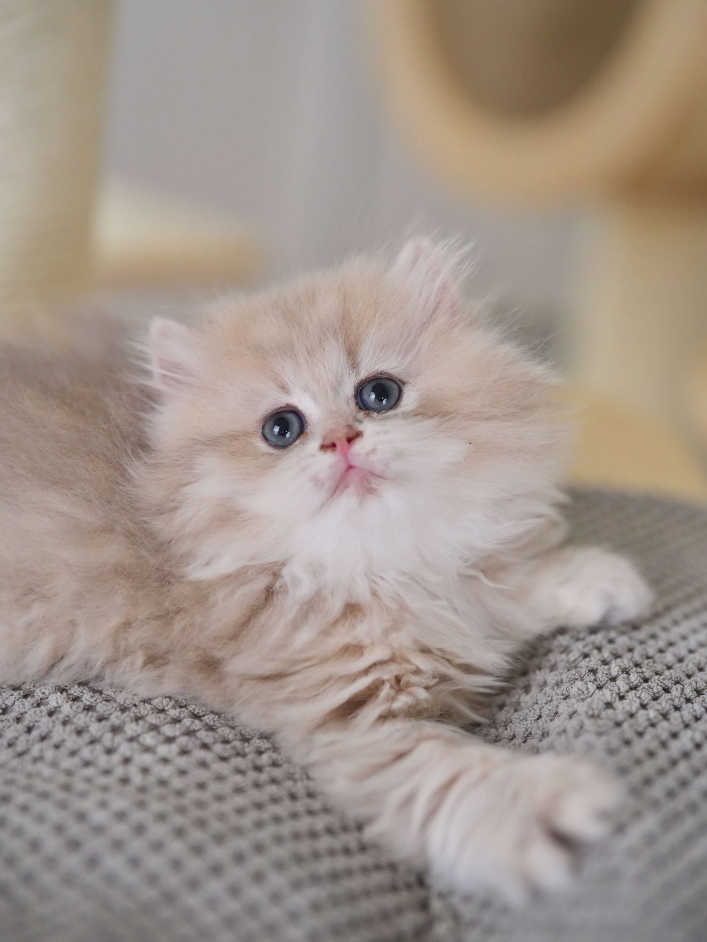 British blue hair kittens for sale