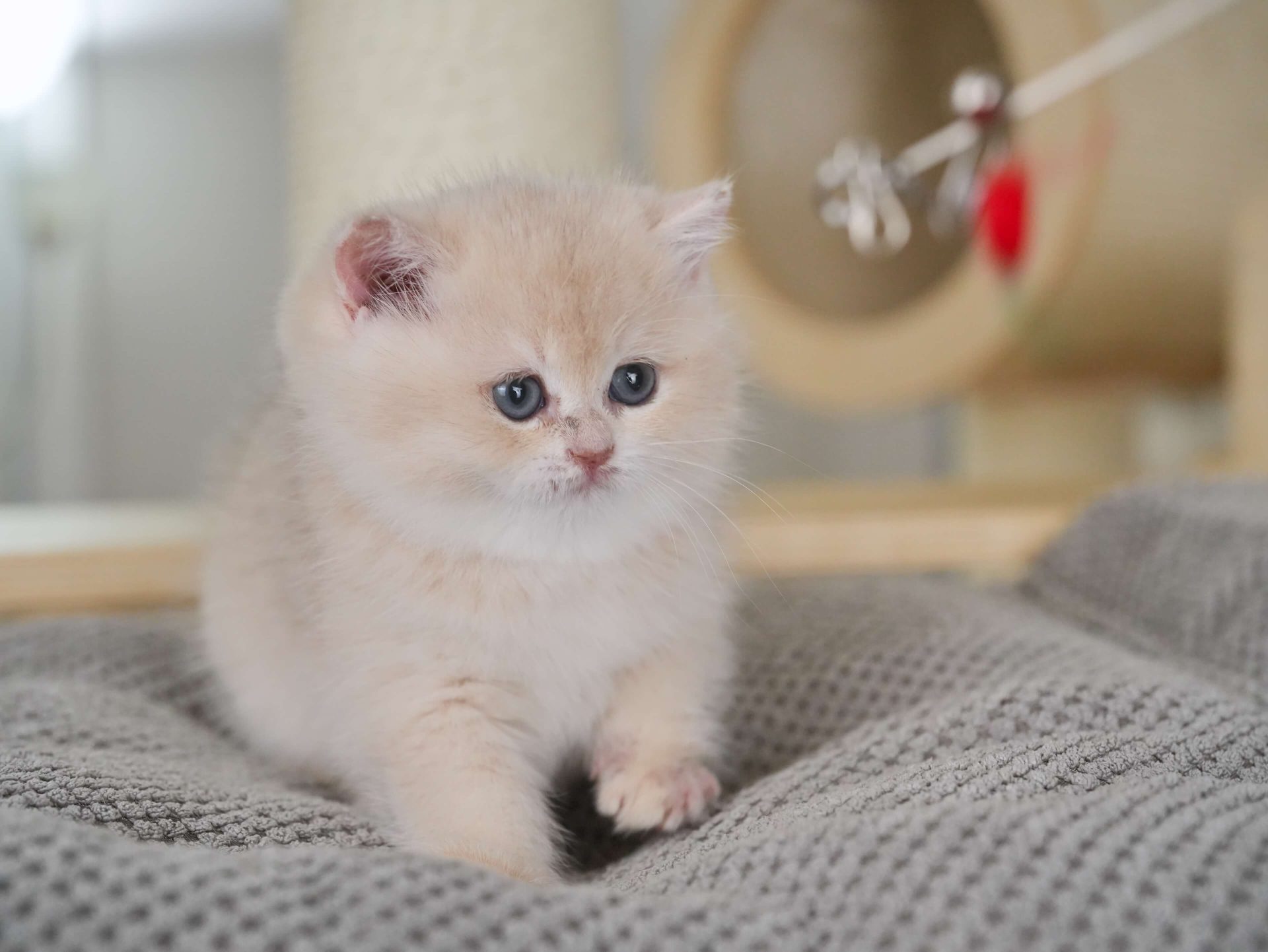 shorthair british blue