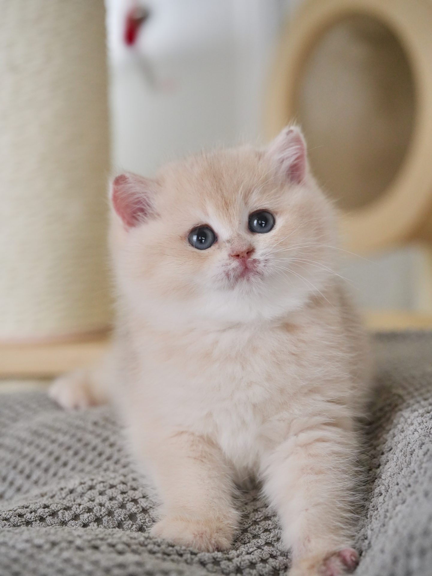 shorthair british blue