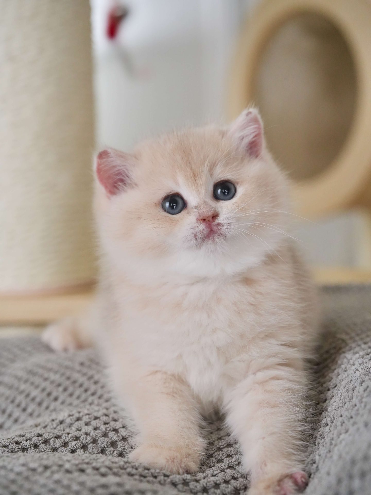 shorthair british blue