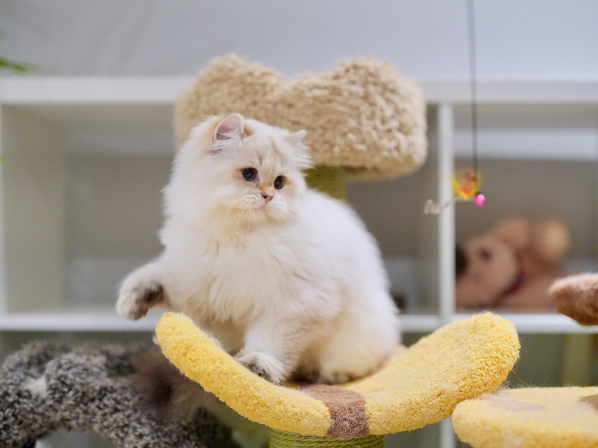 Popcorn Visited Us For Bathing - British Shorthair for sale & British Longhair Kittens for sale