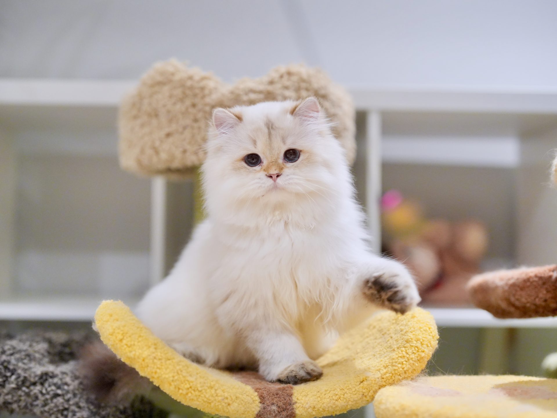 Golden British Longhair