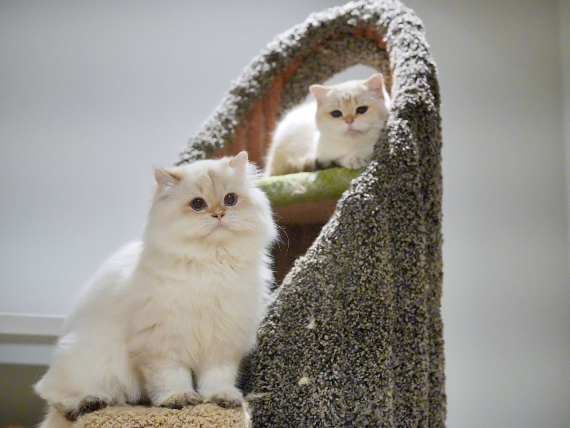 Golden British Longhair