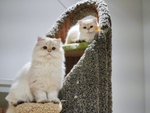 british longhair kittens for sale