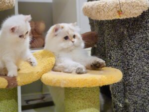 British Longhair kittens are playing together happily