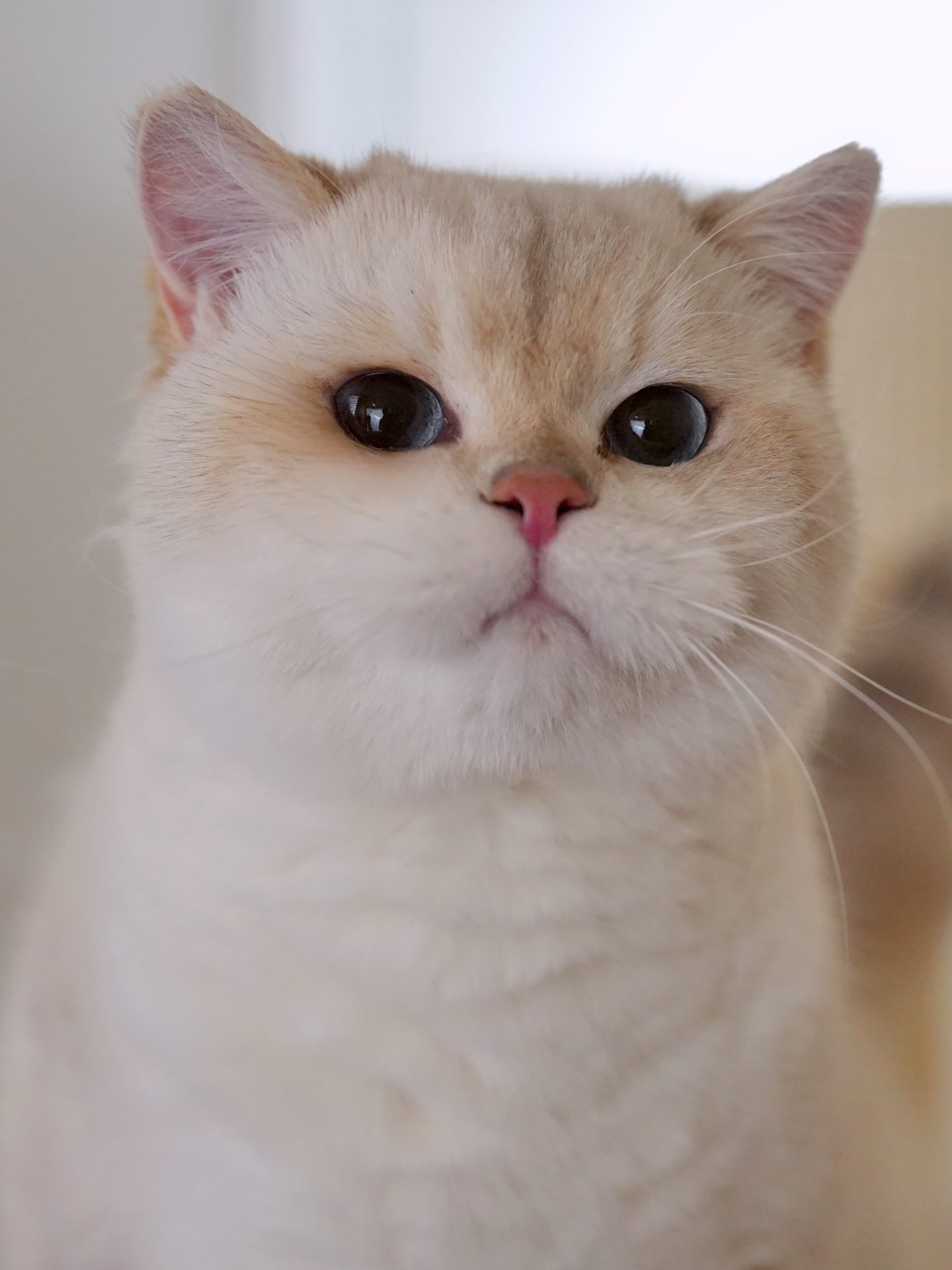 British shorthair kitten for sale