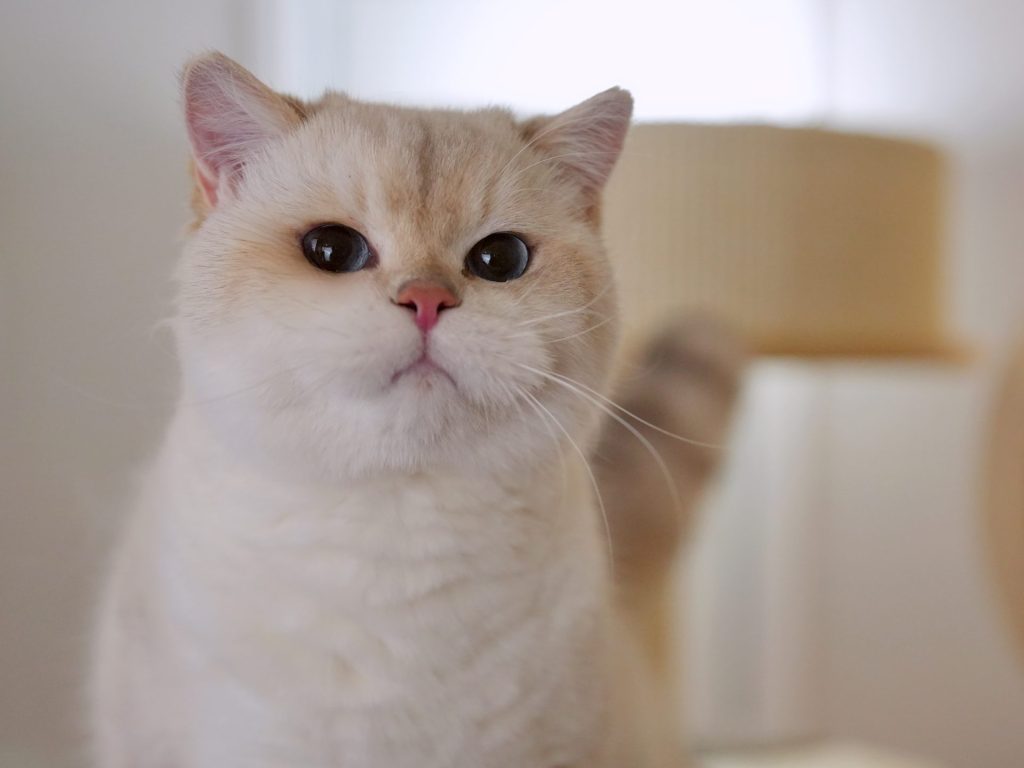 Blue Golden Point Shaded British Shorthair - Star - British Shorthair for sale & British Longhair Kittens for sale
