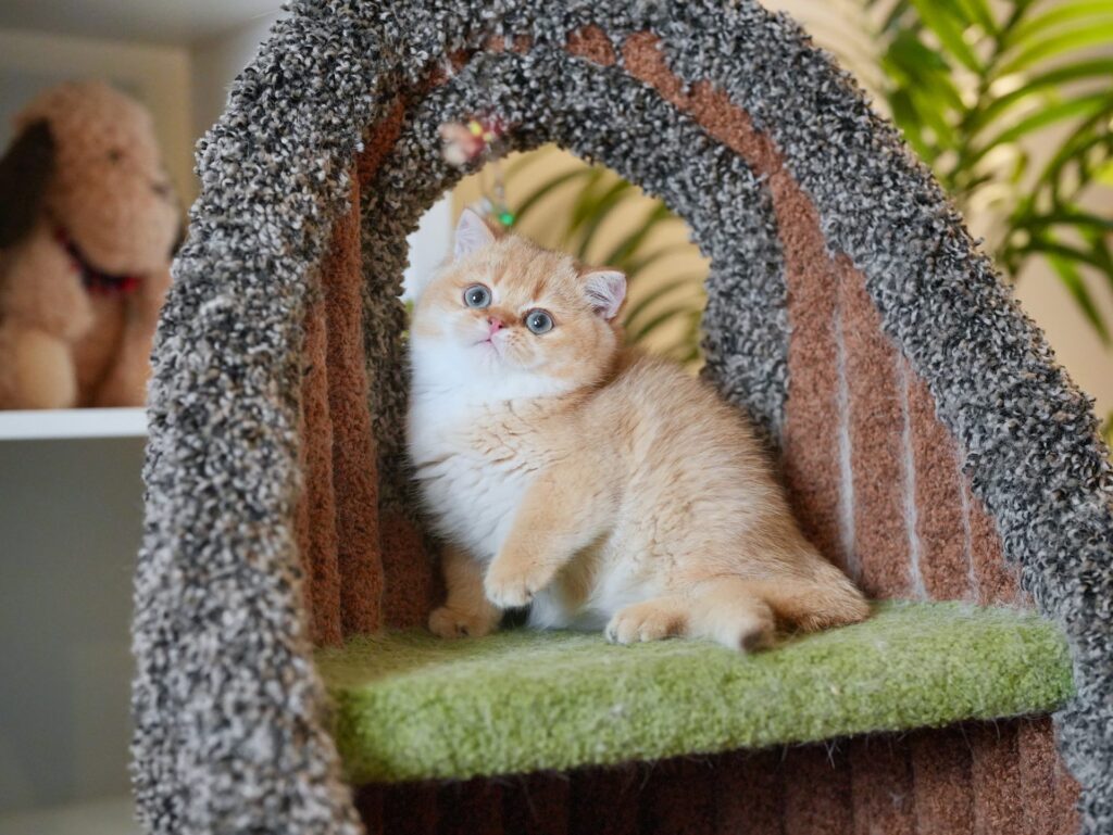 British Shorthair for Sale