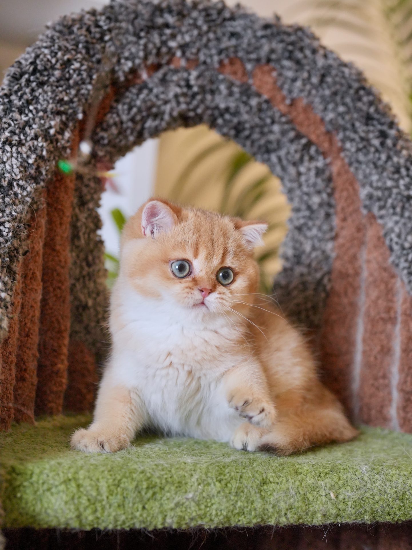 Golden Shaded British Shorthair - Sunny - British Shorthair for sale & British Longhair Kittens for sale