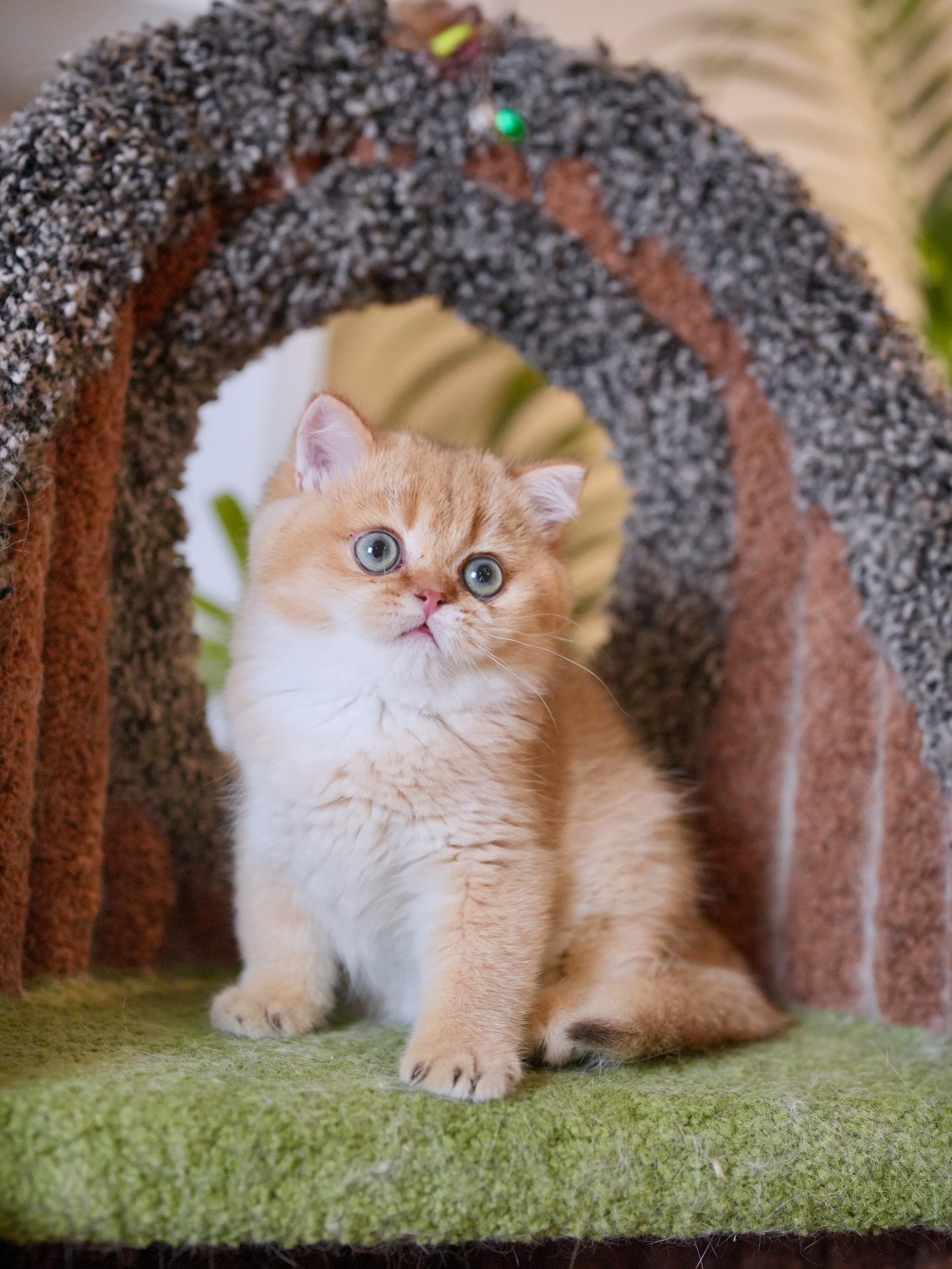 British Shorthair for Sale