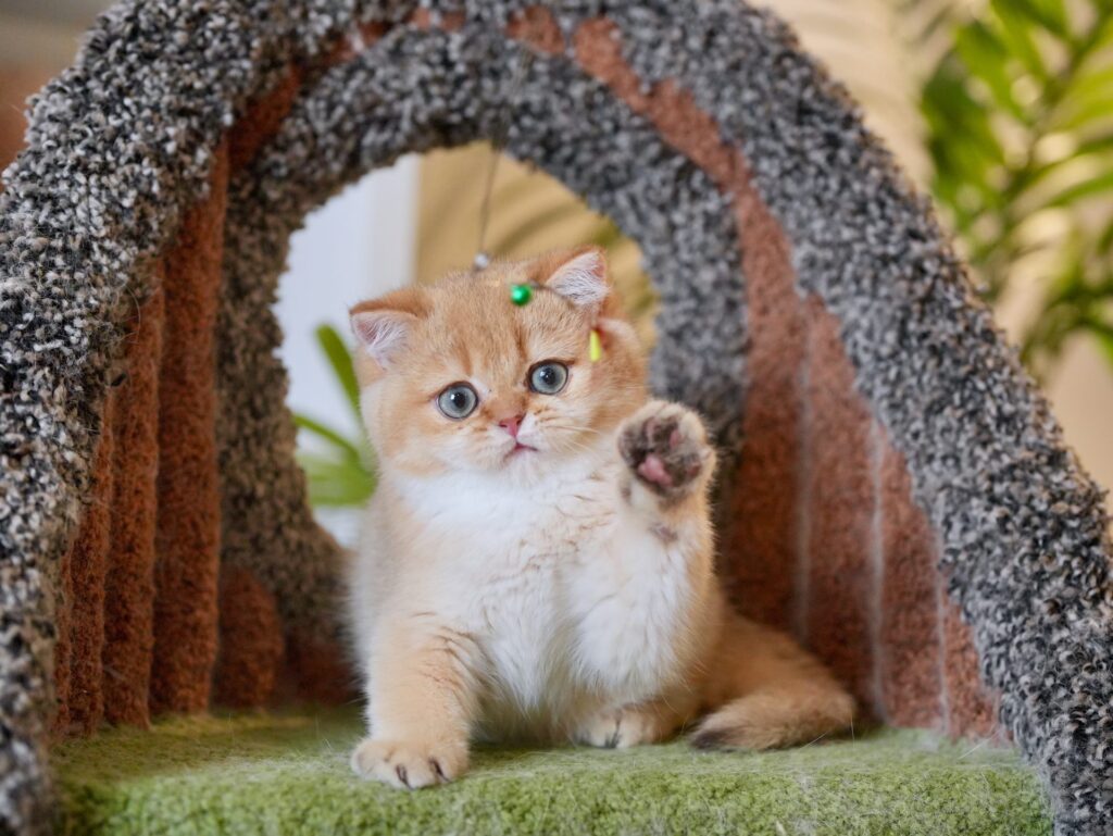 British Shorthair for Sale