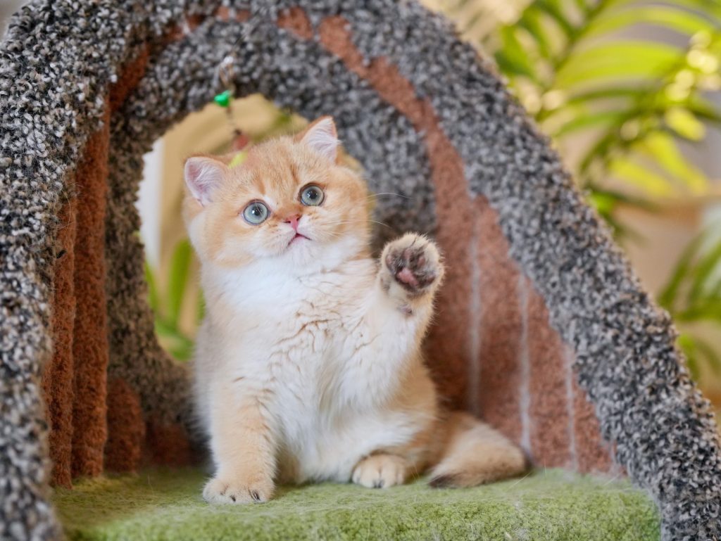 Blue Golden Shaded British Longhair - Moka - British Shorthair for sale & British Longhair Kittens for sale
