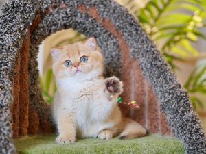 british shorthair for sale