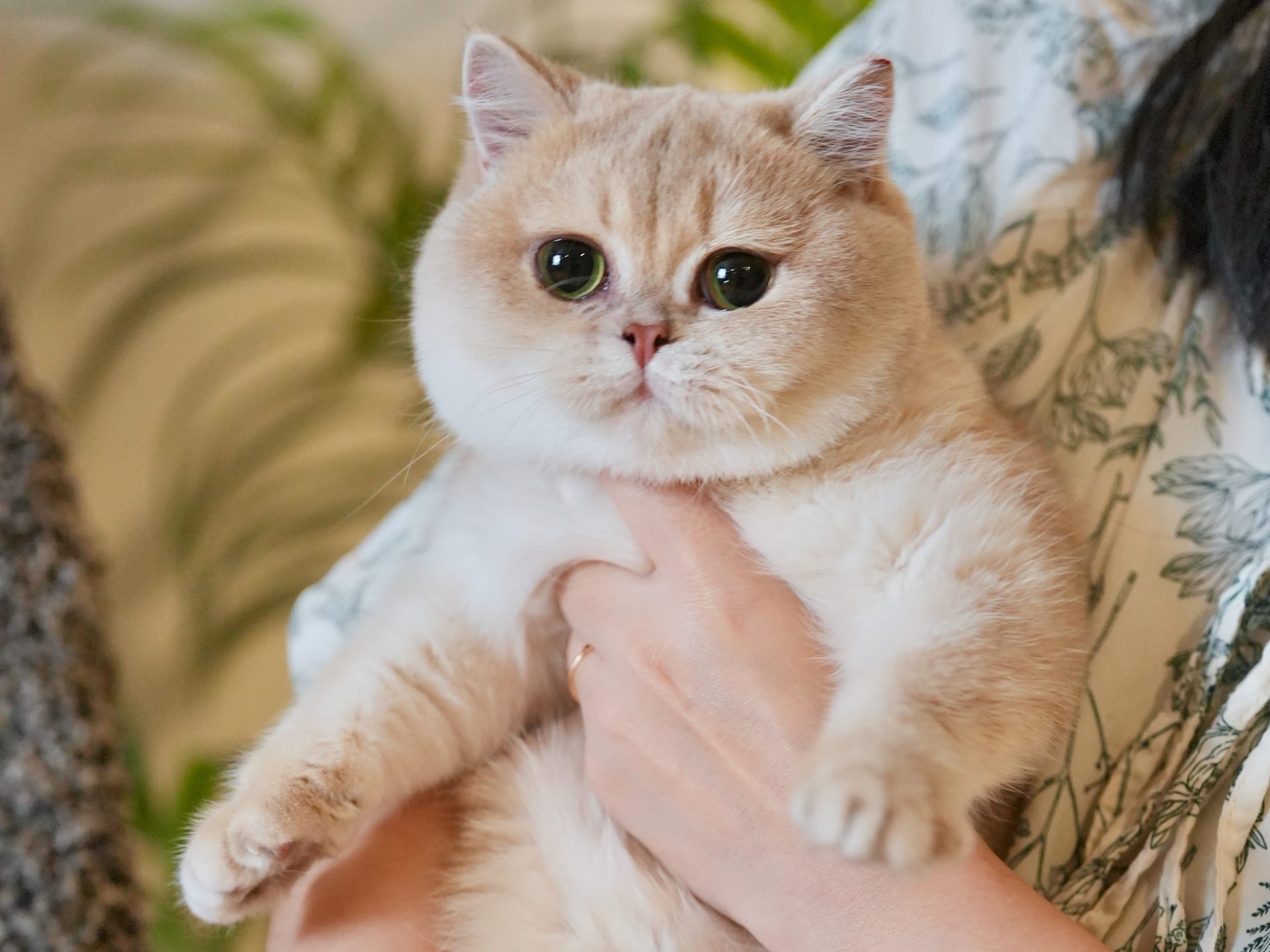 blue golden british shorthair