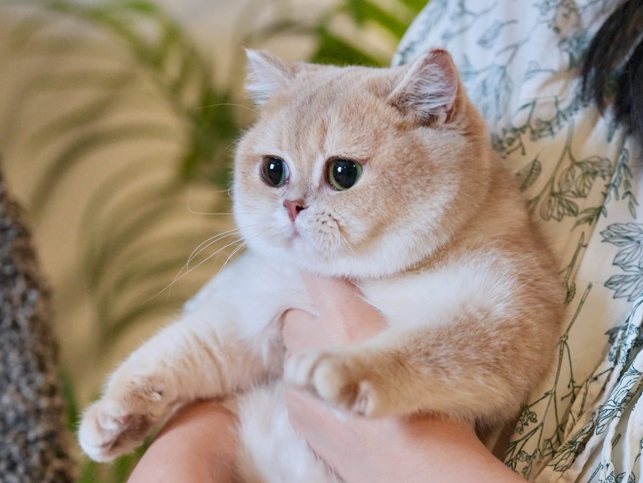 british blue cat breeders