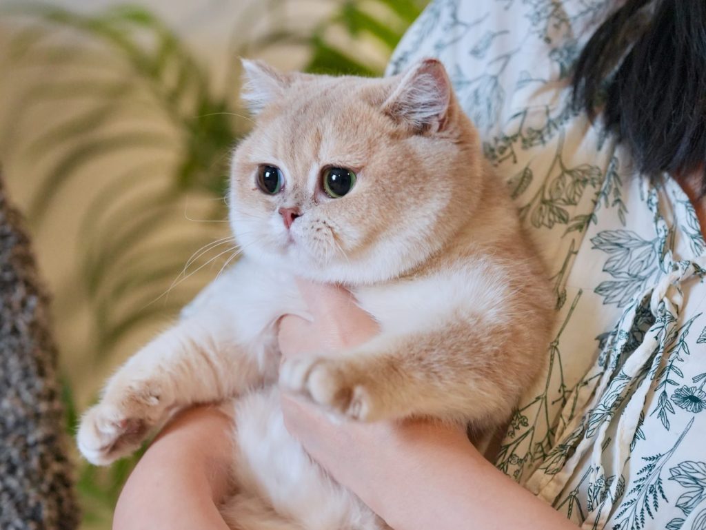 Blue Golden Shaded British Shorthair - Spinach - British Shorthair for sale & British Longhair Kittens for sale