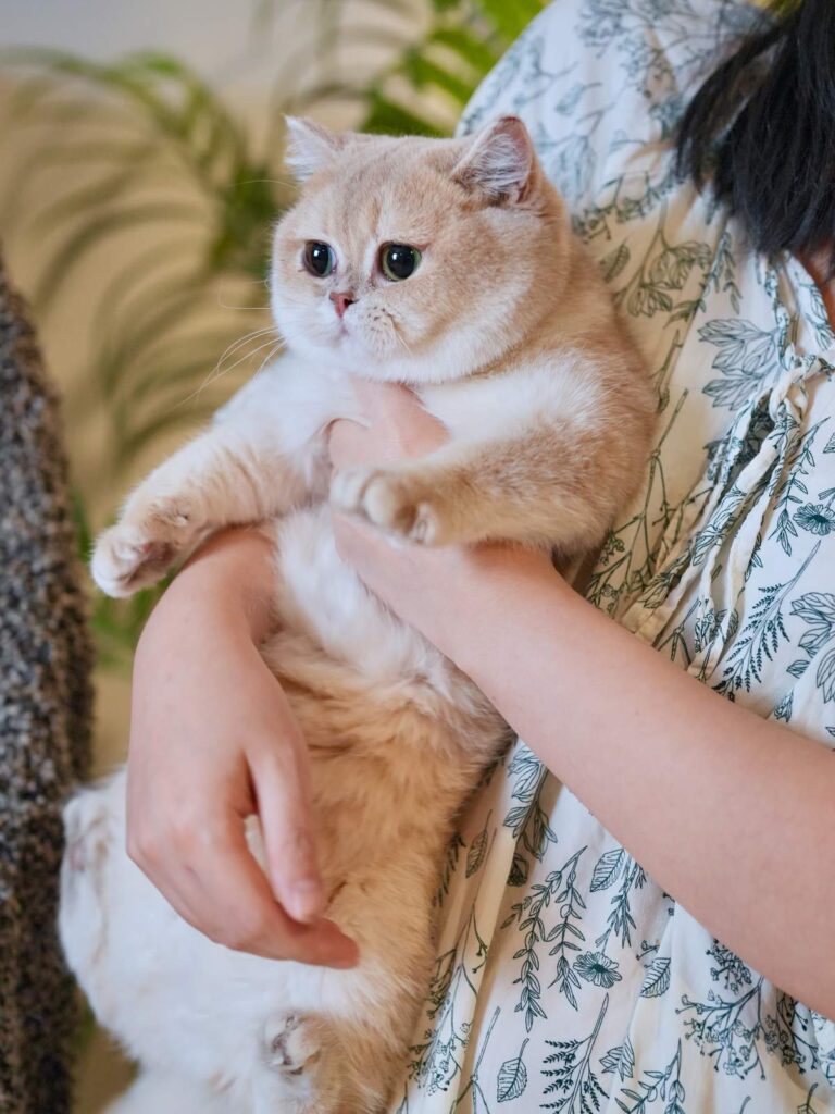 Lilac Golden Shaded British Shorthair - Spinach - British Shorthair for sale & British Longhair Kittens for sale