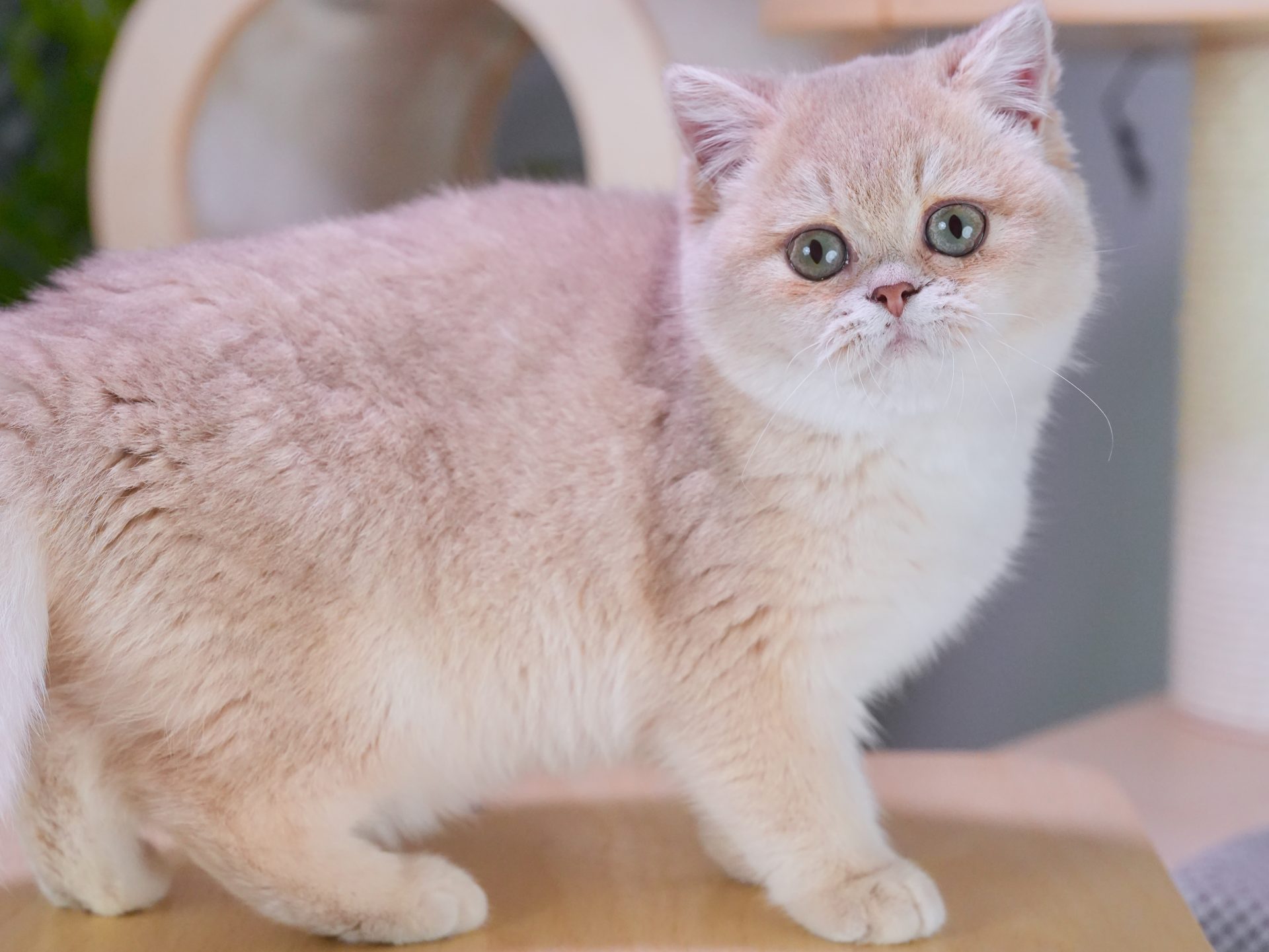 british blue hair kittens