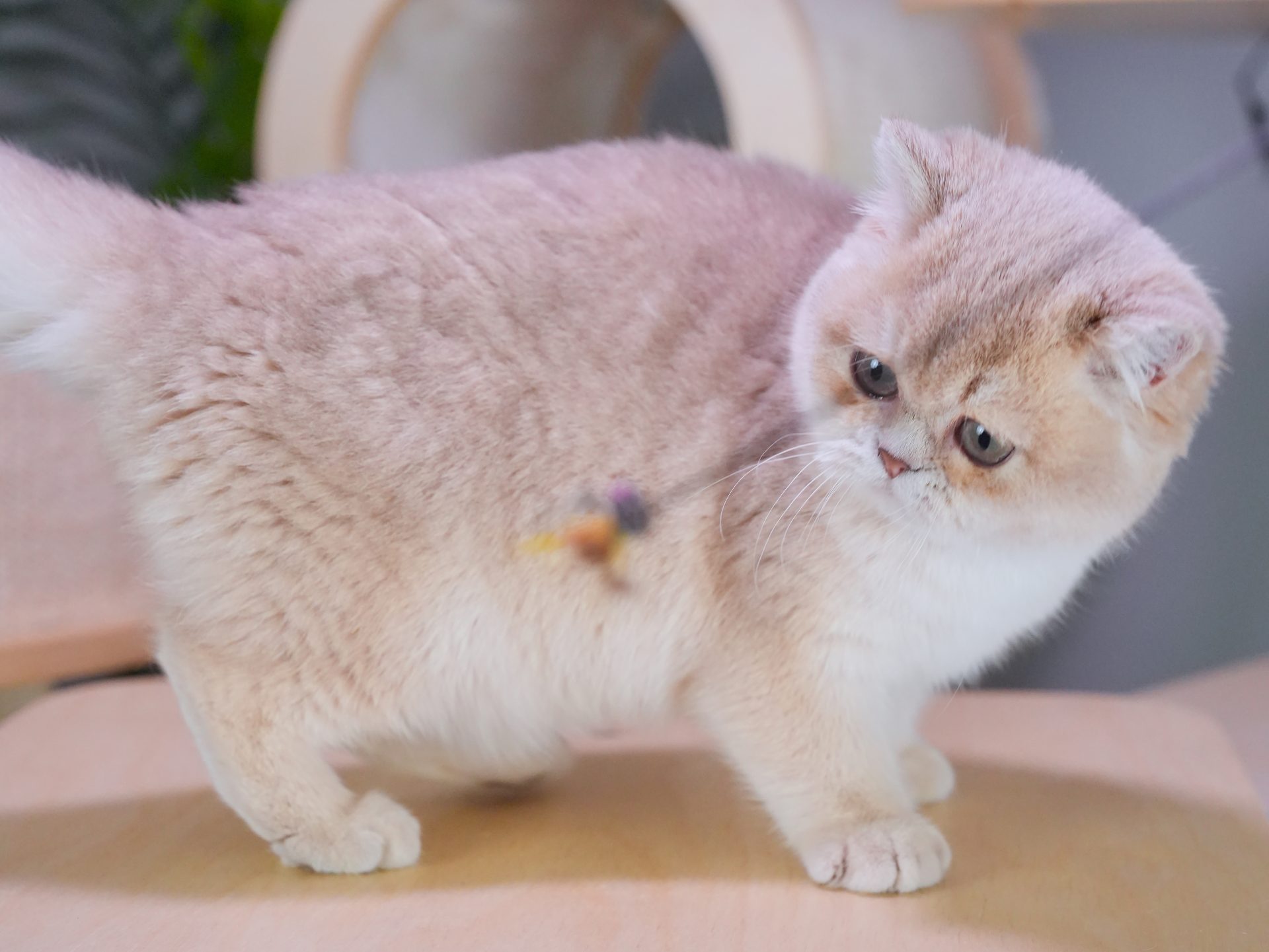 British blue breeder