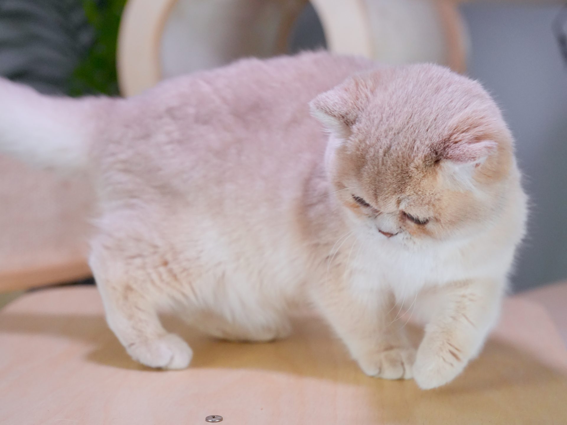 British blue breeder