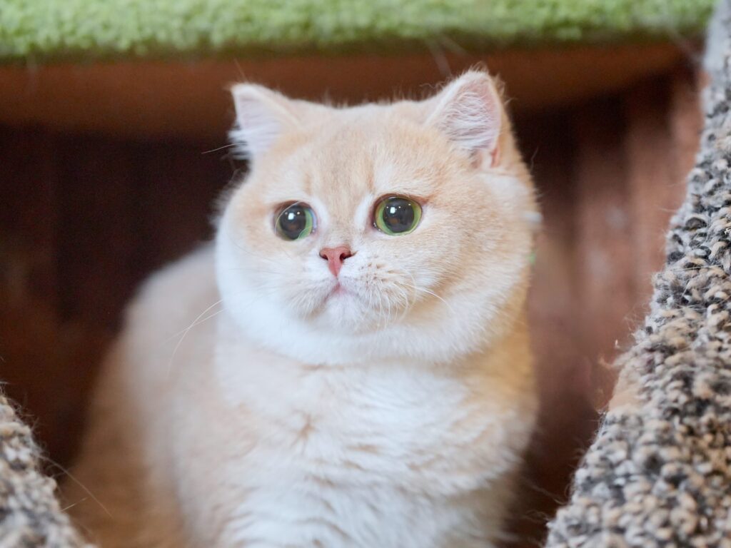 british blue cat breeders