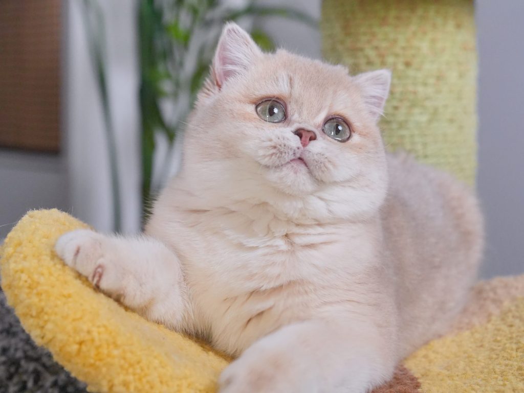 Blue Golden Shaded British Shorthair - Ciel - British Shorthair for sale & British Longhair Kittens for sale