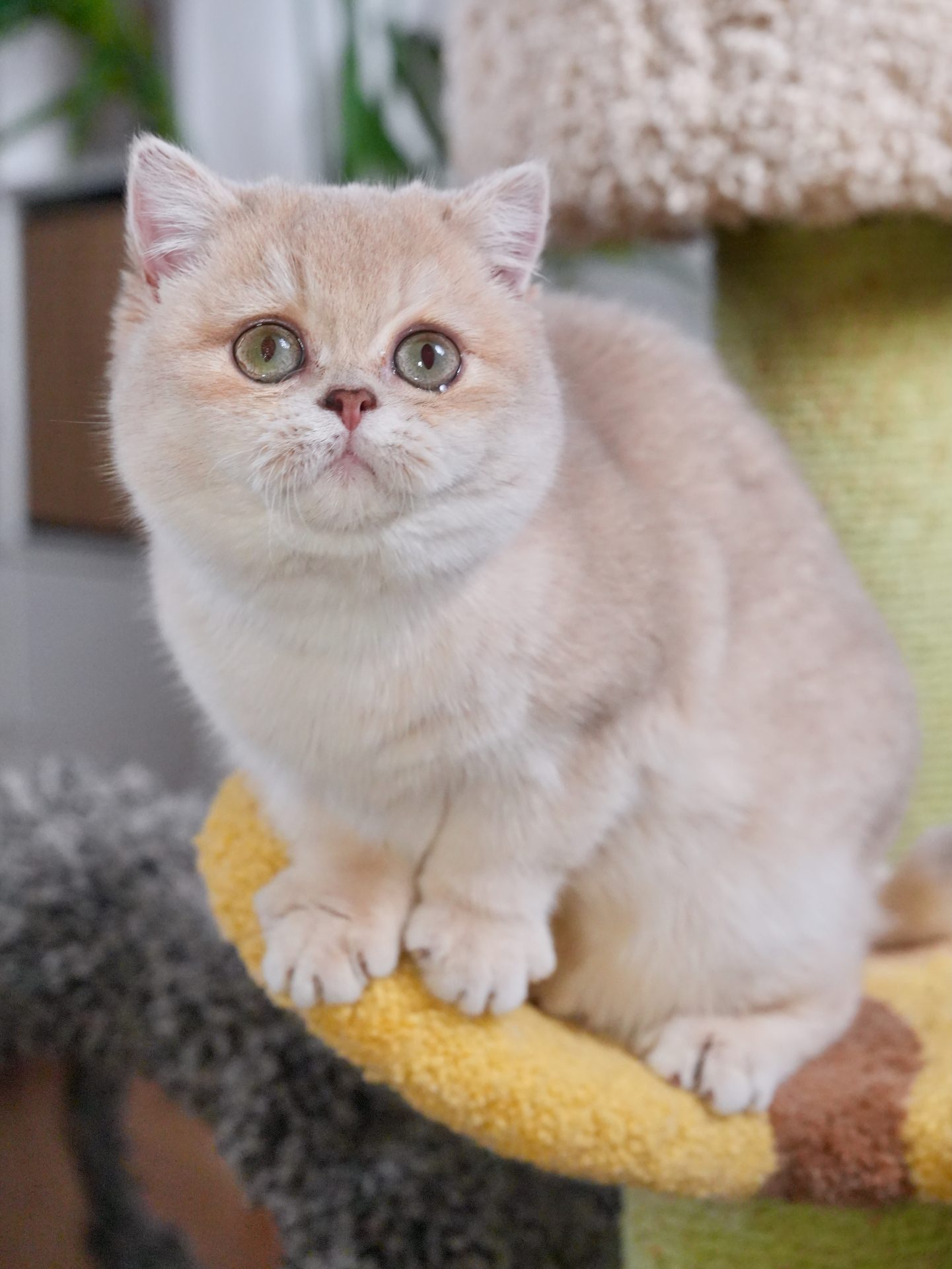 British blue breeder