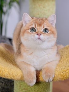 british shorthair kittens for sale