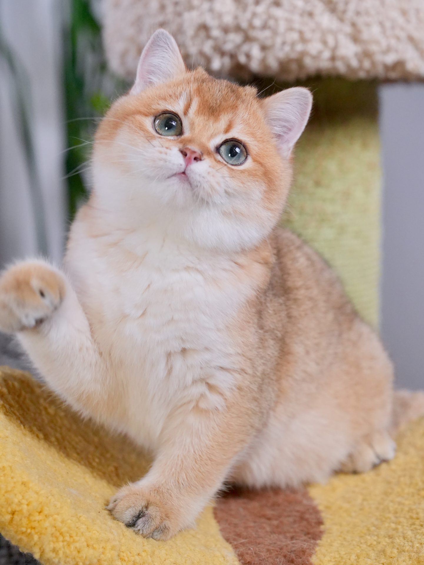british shorthair kittens for sale