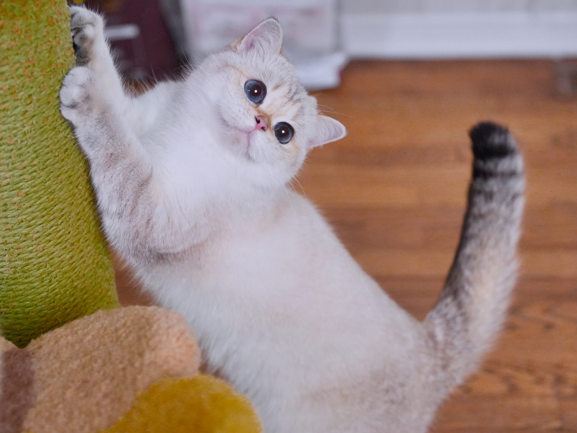 british shorthair gold